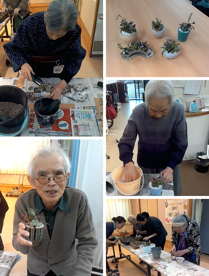 多肉植物の植替え